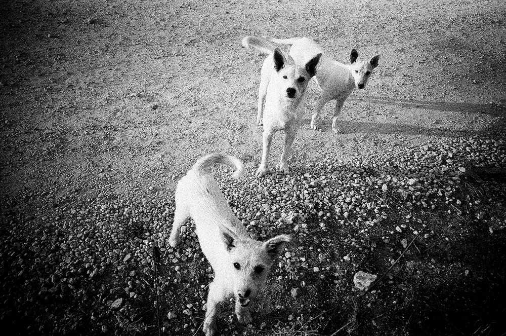 ANDREADAMICO-DOGDAYS-01